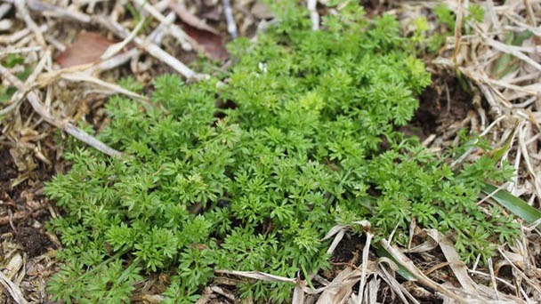 How To Kill Spurweed Plants - Spurweed Control for Lawns