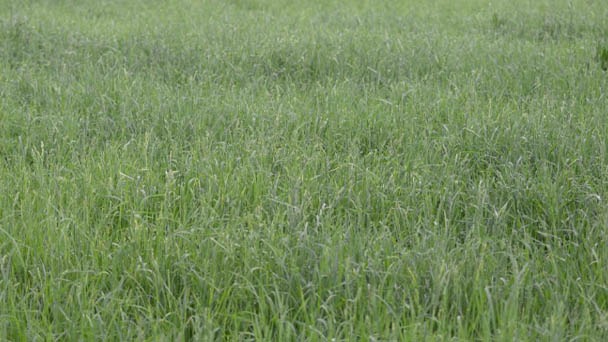 How to Plant Teff Grass - Is It Good for Pasture?