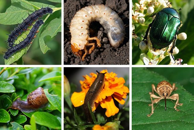 Garden Pests Animals That Eat Flower Petals