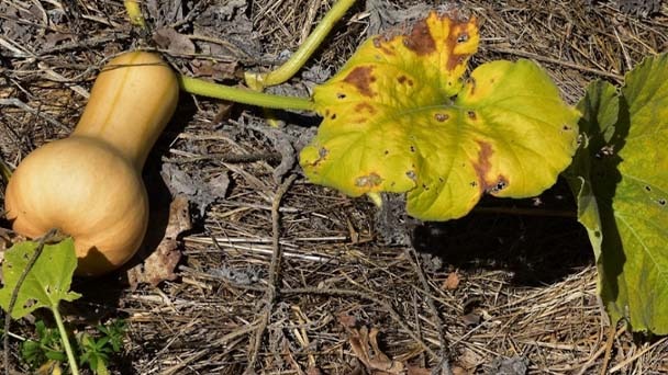 Why Your Squash Leaves Are Turning Yellow & How to Save