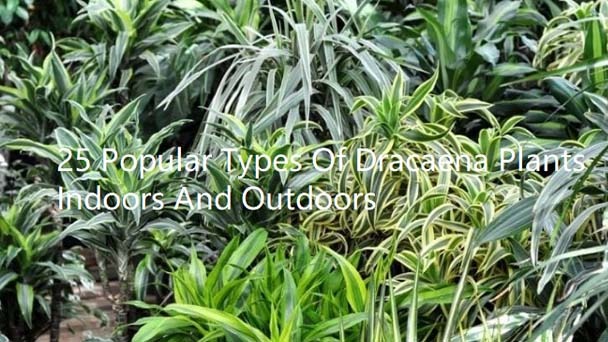 25 Popular Types Of Dracaena Plants Indoors And Outdoors