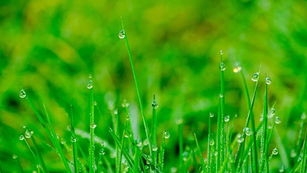 When to Apply Pre-Emergent - How to Prevent Weedy Lawn