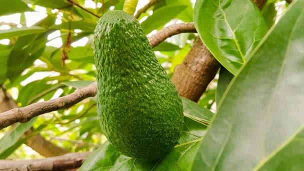 How Fast Does an Avocado Tree Grow - Plant Growth Rate