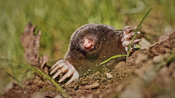 How to Get Rid of Moles and Gophers Effectively