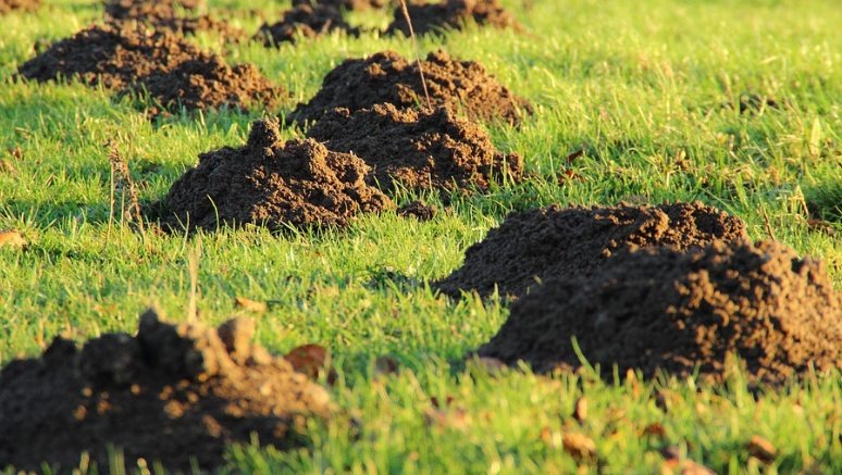 How to Get Rid of Moles and Gophers