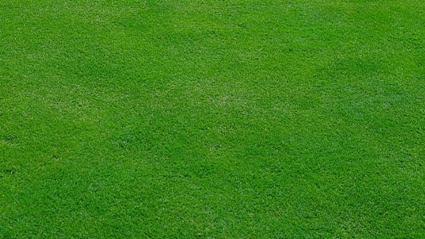 How to Make Your Grass Green Fast & Naturally