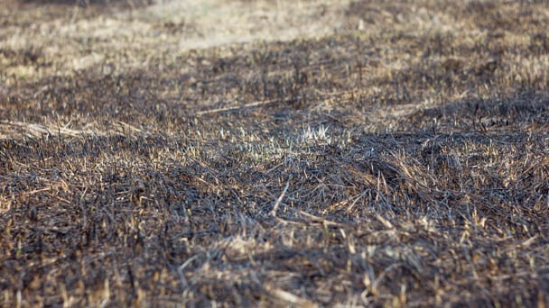 How to Fix Your Burnt Grass - Get Your Lawn Green Again