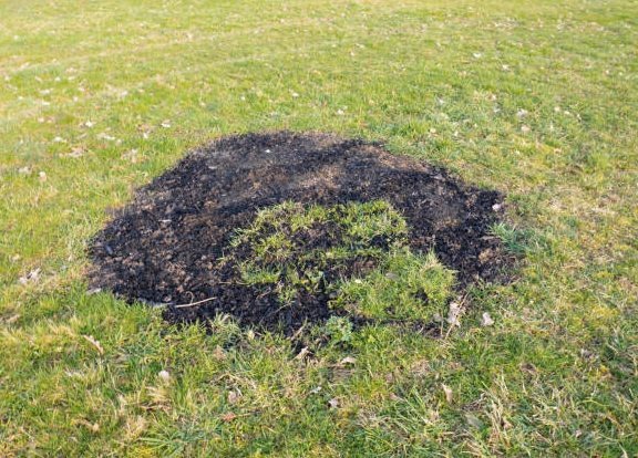 How to Fix Your Burnt Grass