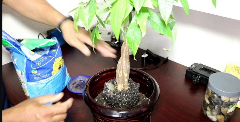 What Is The Best Soil for Money Tree Plants