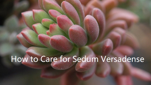 How to Grow and Care for Sedum Versadense
