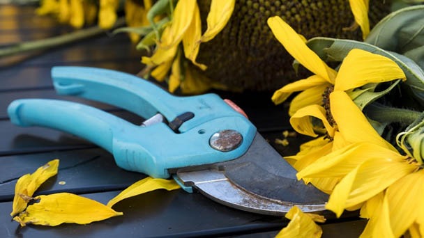 7 Best Tools for Pruning - Commonly Used for Your Garden
