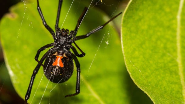 How to Kill Black Widow Spiders - Pest Control Methods