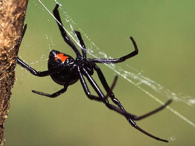 How to Kill Black Widow Spiders