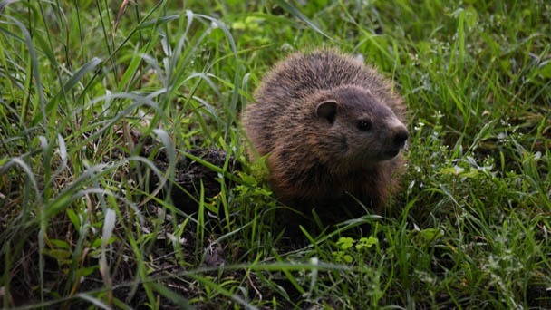 How to Get Rid of Groundhogs Under House Effectively