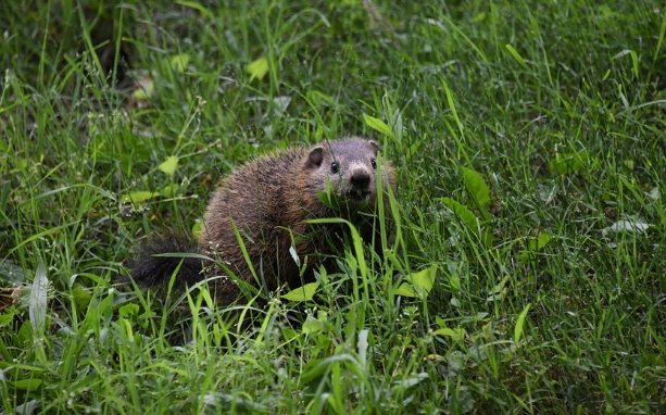 How to Get Rid of Groundhogs