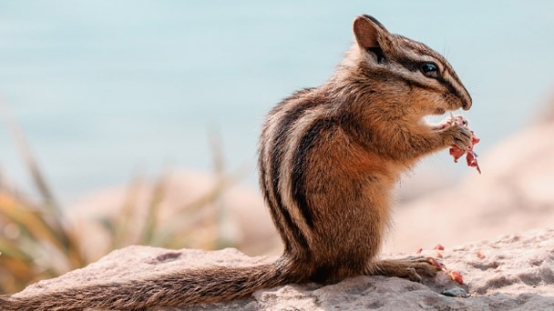 How to Get Rid of Chipmunks - 2023 Guide Without Harming Them