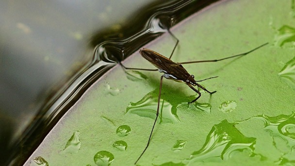 How To Get Rid Of Water Bugs with 8 Effective Methods