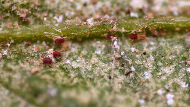 Early Signs of Spider Mites - How to Get Rid of Them