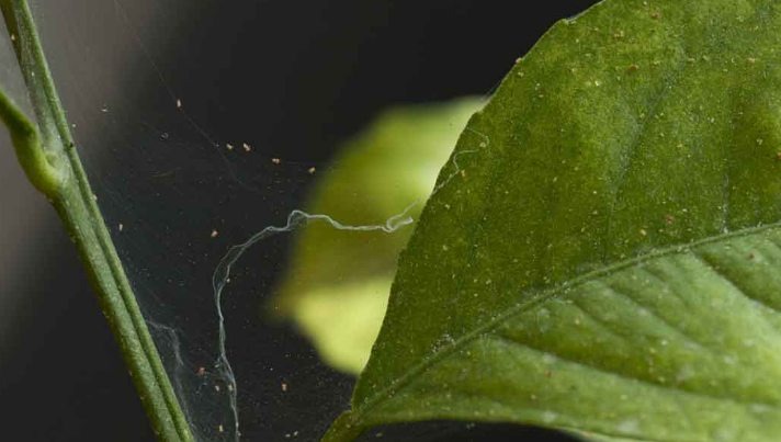 Early Signs of Spider Mites