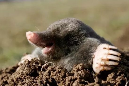 How To Get Rid Of Ground Moles With Vinegar