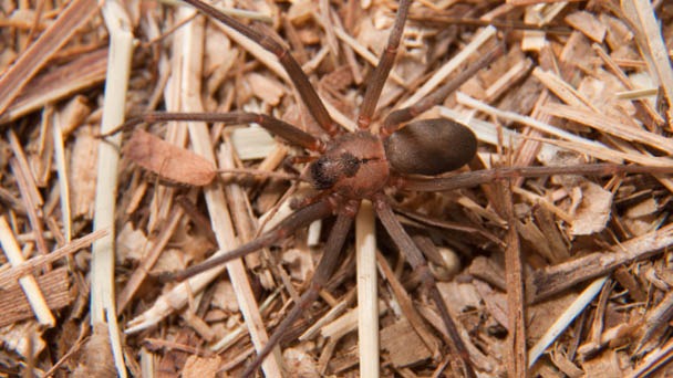 How to Get Rid of Brown Recluse Spiders - 2023 Guide