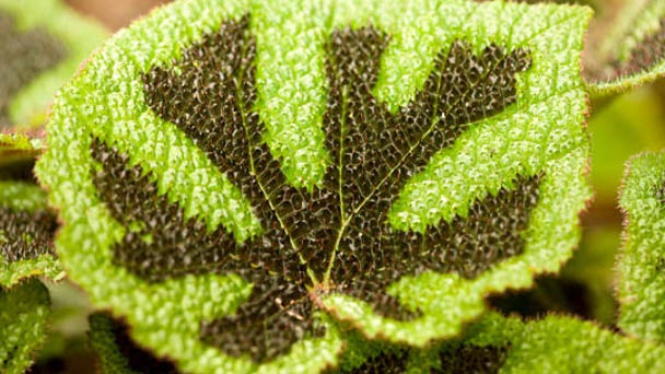 Iron-Cross Begonia (Begonia Masoniana) Caring Guide 2023