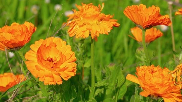 When Do Marigolds Bloom - Why My Marigold Plants Not Flowering