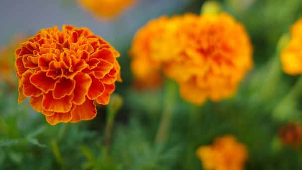 Are Marigolds Poisonous To Cats - What to Pay Attention