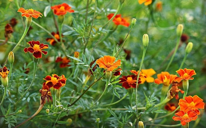 Are Marigolds Poisonous To Cats