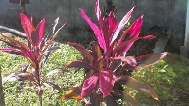 Hawaiian Ti Plant (Good Luck Plant) Grow & Care