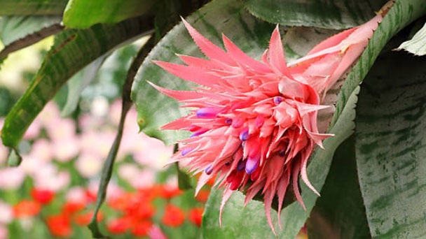 How to Grow & Care for Blushing Bromeliad