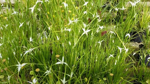 Water Stargrass (Heteranthera Dubia) Profile