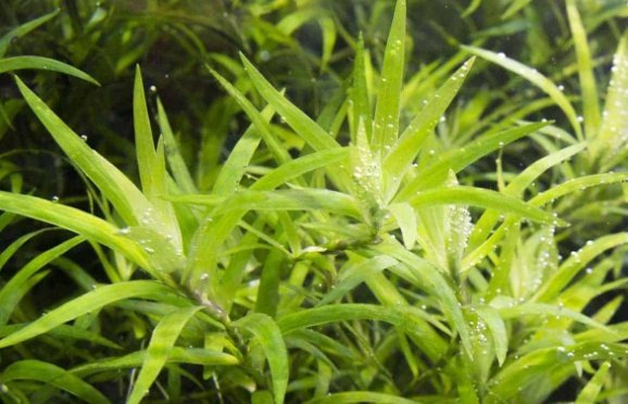 Water Stargrass