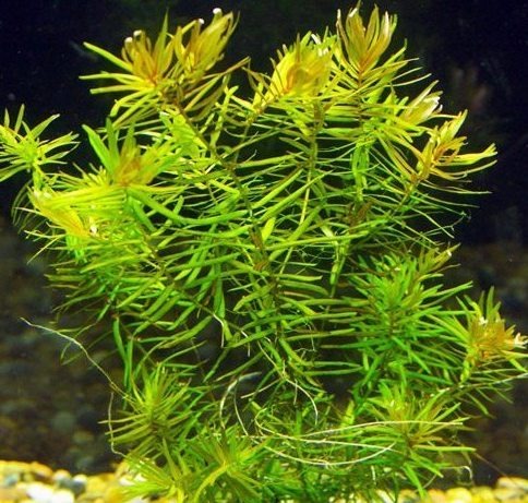 Water Stargrass