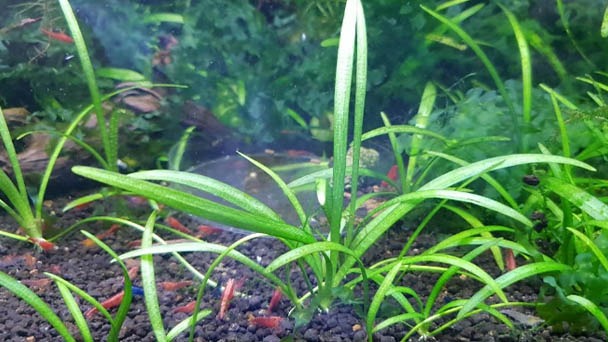 Pygmy Chain Sword: Plant Care & How to Propagate