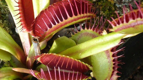 How Big Do Venus Flytrap Get - Growth Rate & Speed