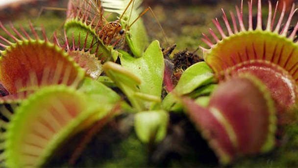 How Does the Venus Flytrap Work?