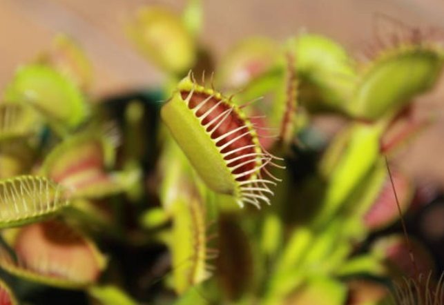 How Does the Venus Flytrap Work