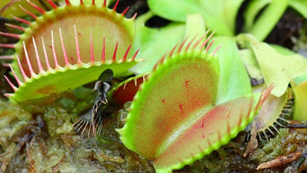 Are Venus Fly Traps Animals or Plants - Are They Illegal?