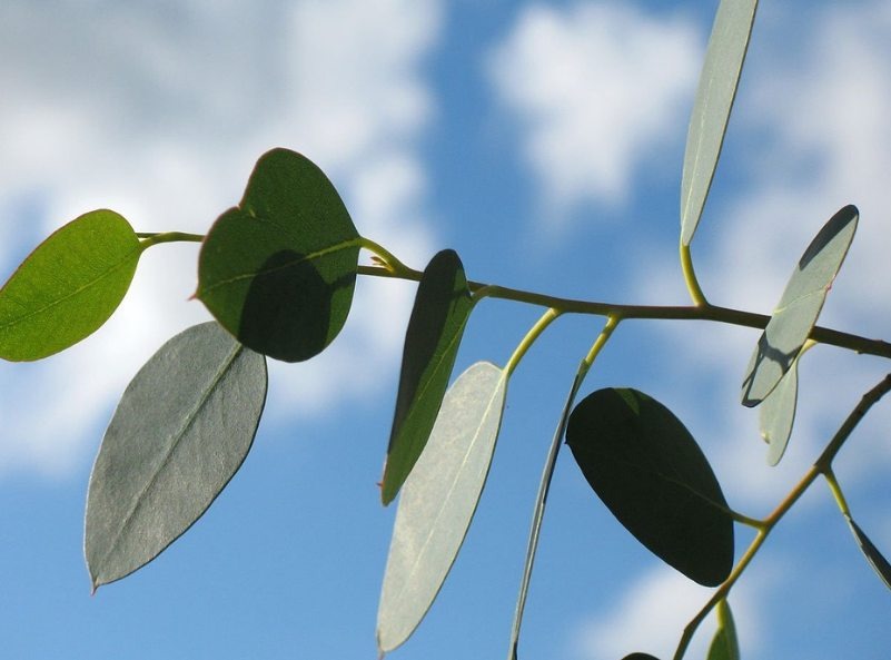 Does Eucalyptus Attract Bugs