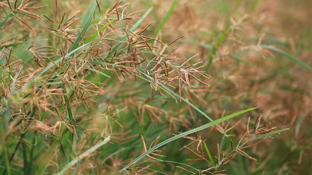 How To Control & Get Rid of Nutsedge