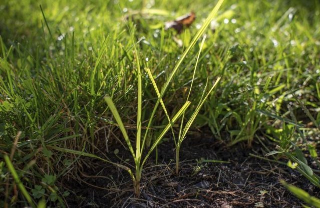 How To Control Get Rid of Nutsedge