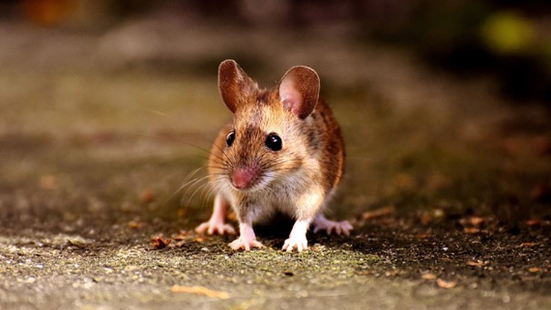 How Do Exterminators Get Rid Of Mice In Walls - Is It Work?