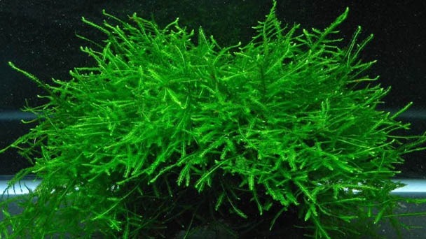 How to Grow & Care for Java Moss