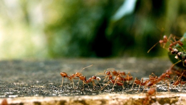 Does Cornmeal Get Rid of Ants - How to Use It