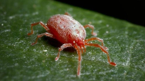 How to Get Rid of Chiggers in Your Garden & Home - 2023 Guide