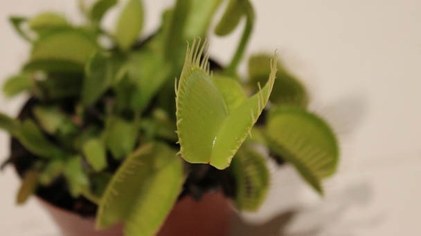 Venus Fly Trap Light Requirements - Does It Need Direct Sunlight?