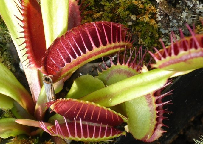 Venus Fly Trap Light Requirements