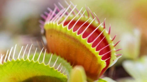 Will Venus Fly Trap Bloom Flowers - Is It a Perennial Plant