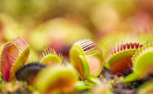 Will Venus Fly Trap Bloom lowers